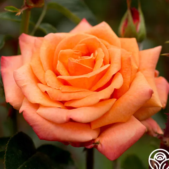 Heirloom Roses Arizona Discount