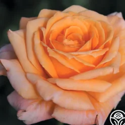 Heirloom Roses Arizona Discount