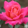 Heirloom Roses Audrey Wilcox® Best