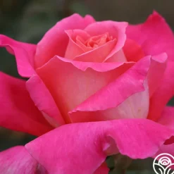 Heirloom Roses Audrey Wilcox® Best