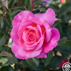 Heirloom Roses Audrey Wilcox® Best