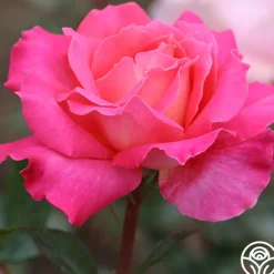 Heirloom Roses Audrey Wilcox® Best