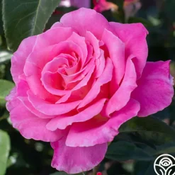 Heirloom Roses Audrey Wilcox® Best