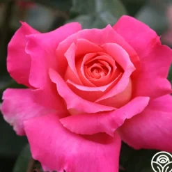 Heirloom Roses Audrey Wilcox® Best