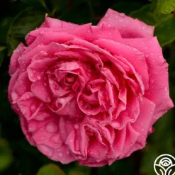Heirloom Roses Auguste Renoir®