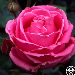 Heirloom Roses Auguste Renoir®