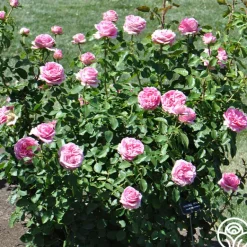 Heirloom Roses Auguste Renoir®