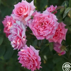 Heirloom Roses Aunt Honey New