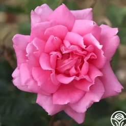 Heirloom Roses Aunt Honey New