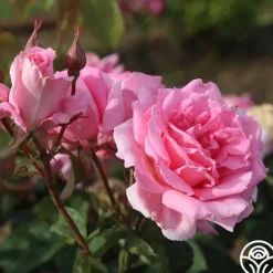 Heirloom Roses Aunt Honey New
