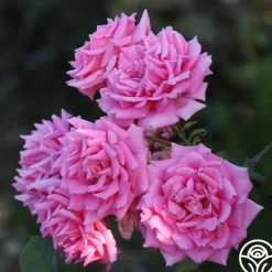 Heirloom Roses Aunt Honey New