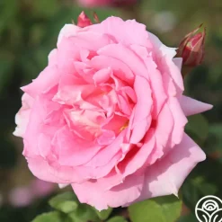 Heirloom Roses Aunt Honey New