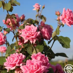 Heirloom Roses Aunt Honey New