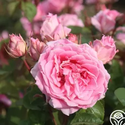 Heirloom Roses Aunt Honey New