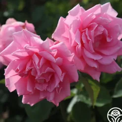 Heirloom Roses Aunt Honey New