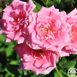 Heirloom Roses Aunt Honey New