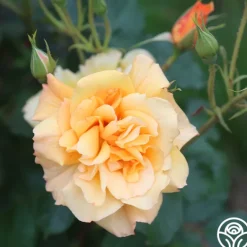 Heirloom Roses Autumn Sunset® Outlet