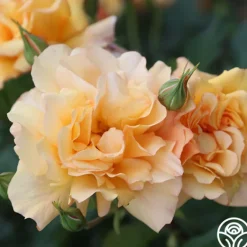 Heirloom Roses Autumn Sunset® Outlet