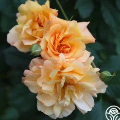 Heirloom Roses Autumn Sunset® Outlet