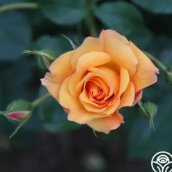 Heirloom Roses Autumn Sunset® Outlet