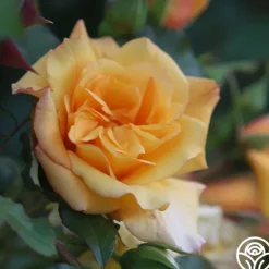 Heirloom Roses Autumn Sunset® Outlet