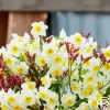 Heirloom Roses Avalex Online