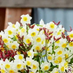 Heirloom Roses Avalex Online