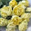 Heirloom Roses Avant Garde Best