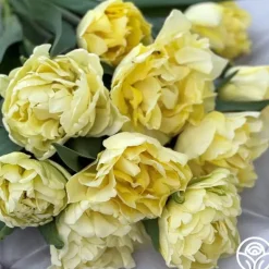 Heirloom Roses Avant Garde Best