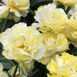 Heirloom Roses Avant Garde Best