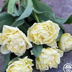 Heirloom Roses Avant Garde Best