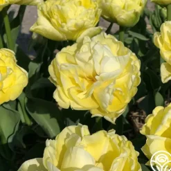 Heirloom Roses Avant Garde Best