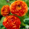 Heirloom Roses Aviv Orange Clearance