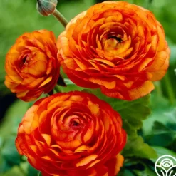Heirloom Roses Aviv Orange Clearance