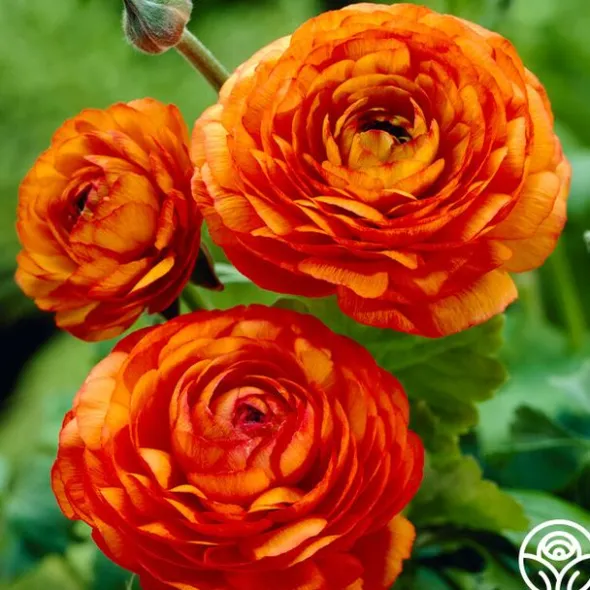 Heirloom Roses Aviv Orange Clearance