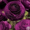 Heirloom Roses Aviv Purple