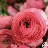 Heirloom Roses Aviv Rose Sale
