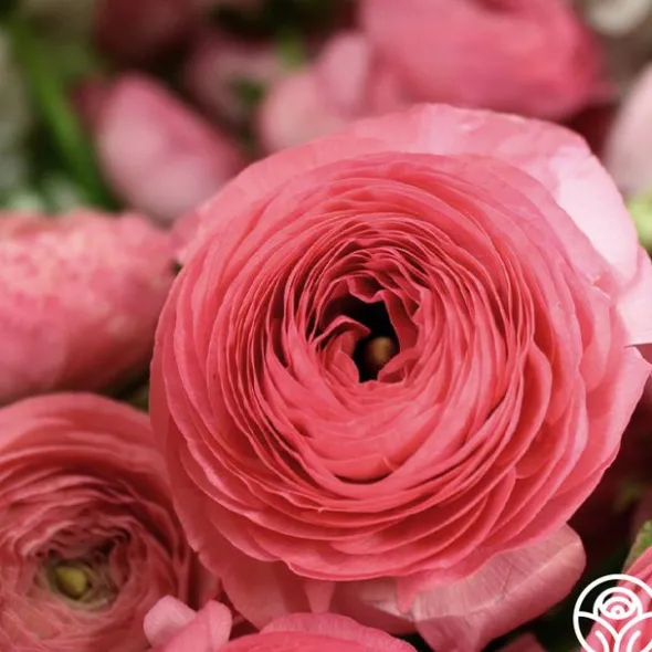 Heirloom Roses Aviv Rose Sale