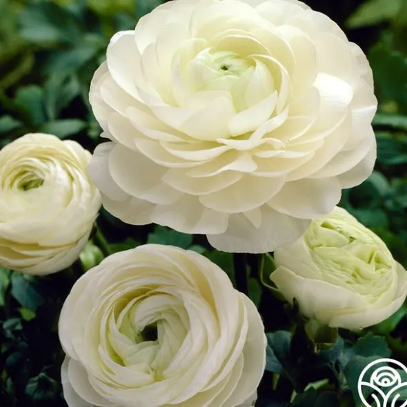 Heirloom Roses Aviv White Hot