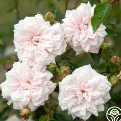 Heirloom Roses Awakening™ Sale