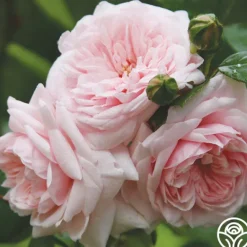 Heirloom Roses Awakening™ Sale