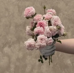 Heirloom Roses Awakening™ Sale