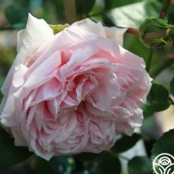 Heirloom Roses Awakening™ Sale