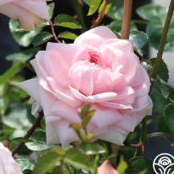 Heirloom Roses Awakening™ Sale