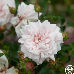 Heirloom Roses Awakening™ Sale