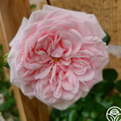 Heirloom Roses Awakening™ Sale