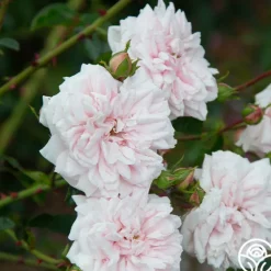 Heirloom Roses Awakening™ Sale