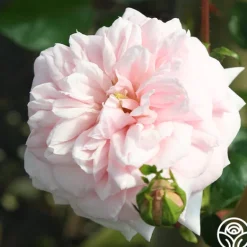 Heirloom Roses Awakening™ Sale