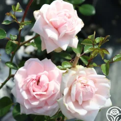 Heirloom Roses Awakening™ Sale