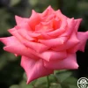 Heirloom Roses Awareness Discount